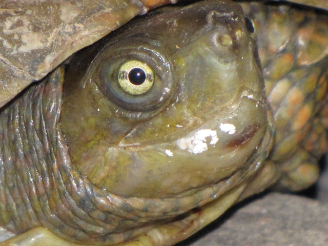 Cabeza de tortuga leprosa
